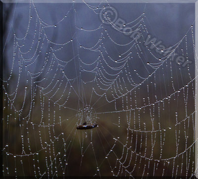 Same Cobweb Closeup, Different Angle, Different Backgroud.