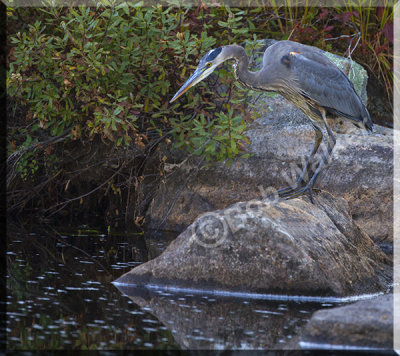 Algonquin Blue Heron Thinks It Has Something