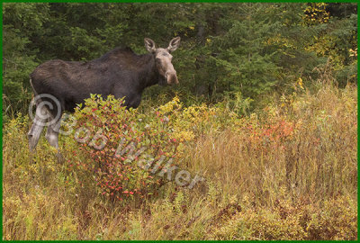 Same Yearling Cow Moose In Its Environment #2
