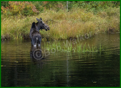 Same Yearling Cow Standing On The Shore Of The Creek