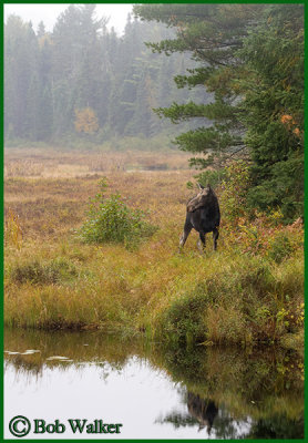 Yearling Cow Moose Checking Out The Other Side Of Creek