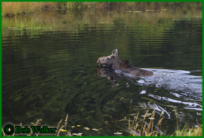 Yearling Cow Swimming Across Creek