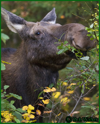This Was A Large Cow Moose Browsing And Hidden In The Brush Was Her Calf