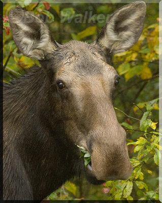 Potriat Of The Yearling