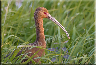 White-faced Ibis (Plegadis chihi) Portrait Too