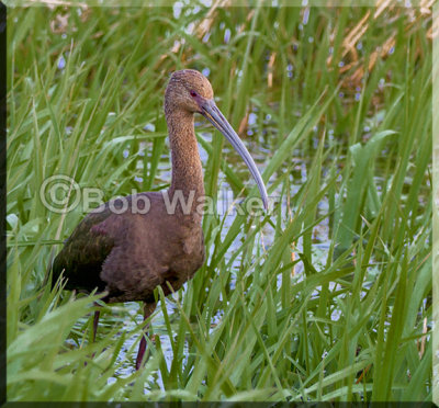 White-faced Ibis Forages For Food With Another
