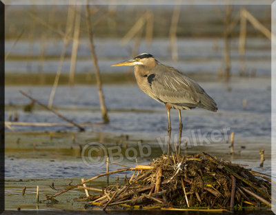 Vigilent Blue Heron 