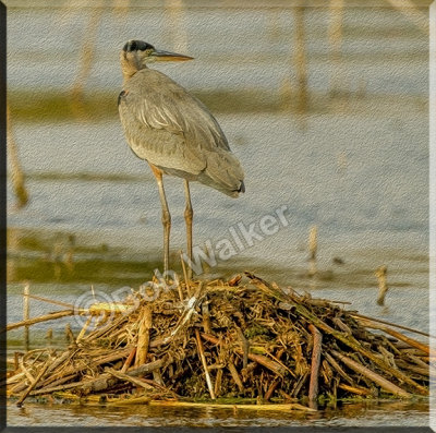 Artistic Rendering Of A Great Blue Heron 