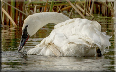 Closeup Of A Trumpeter Swan 