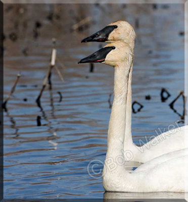 Trumpeter Swans Together