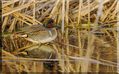 Green-winged Teal In Early Morning Light