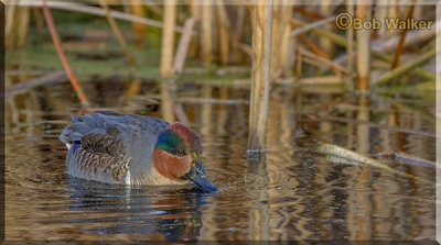 Green-winged Teal Searching For Food