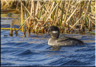 An Adult Female Bufflehead