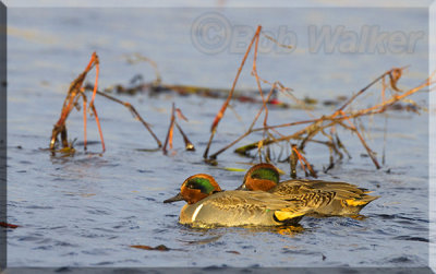A Pair Of Drake Green-winged Teals