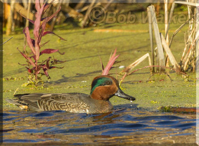 Green-Winged Teal At A Marsh's Edge 