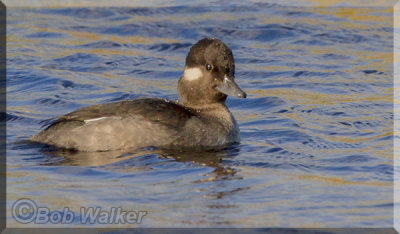 a Close Look At A Female Bufflehead