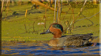 Another Green-winged Teal PatrollingThe Edge Of The Wetland.  