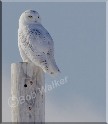 Airport Snowy Owls Are Back In 2013