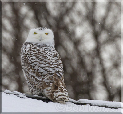 This Snowy Owl Occupied The Roof Of The New York State Trooper's Headquarters