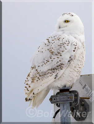 Airport Snowy Owl When First Spotted