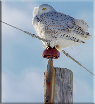 Again And Again The Snowy Owls Perch On Utility Poles