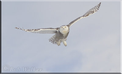 The Snowy Owl Flies From Lamppost to Lamppost To Snow Piles   