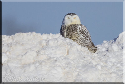 This Snowy Owl Could Have Been Anywhere 