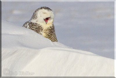 A Yawning Snowy Owl After An Active Evening