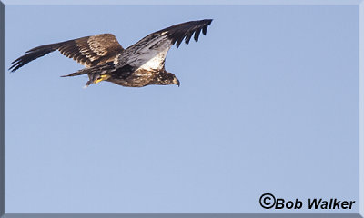 This Immature Eagle At The Creek Walk Is One Of Many People Come To See