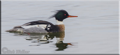 Red-breasted Merganser Doing It's Thing