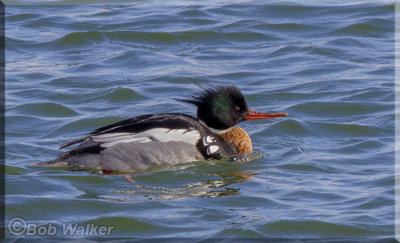 Red-breasted Mergansers Braving The Cold Waters