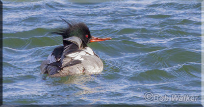 Red-breasted Merganser Enduring High Winds Out On The Water