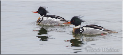 A Pair of Red-breasted Mergansers 