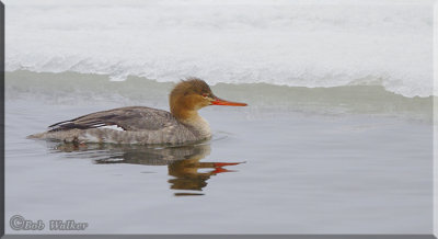 Red-breasted Merganser At Ice's Edge