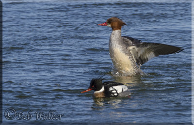 The Female Red-breasted Merganser Stands Up 