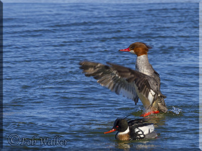 Female Red-breasted Merganser Standing And Fanning 