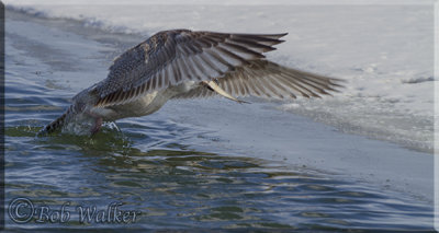 Herring Gull (Larus argentatus) Fishing