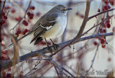 The Northern Mockingbird Stands Watch Over It's Territory