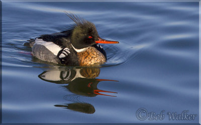 Red-breasted Merganser's  Reflection 