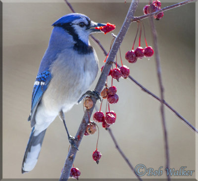 Blue Jay Enjoying Some Fruit