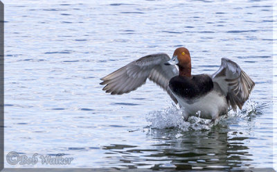 Redhead Duck Coming In For A Landing
