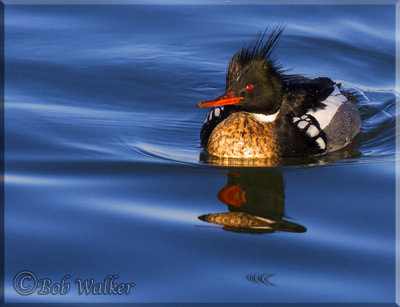 Red-breasted Merganser A Very Colorful Duck