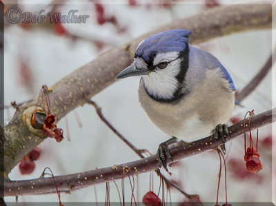 I Think I Hear Something Said The Blue Jay 