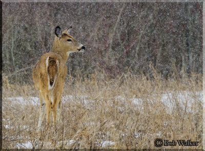 Winter Has Been Tough On The Whitetail Deer Population