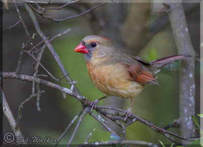 A Female Northern Cardinal Visiting The South