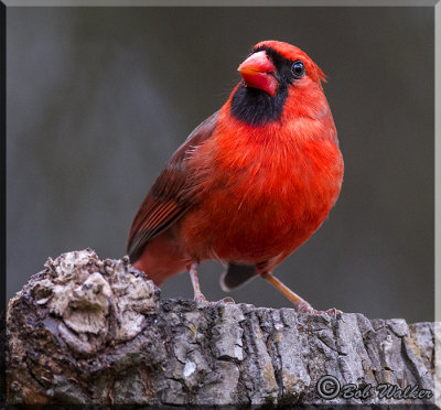 Another Northern Male Cardinal