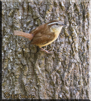 The Carolina Wren Visits Once Again 