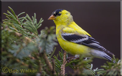The American Goldfinch Gallery