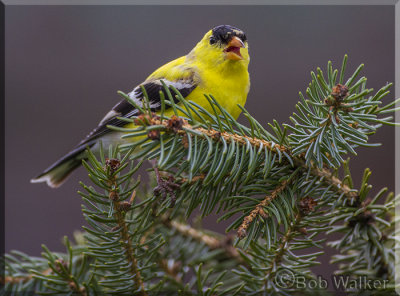 The Male American Goldfinch Calls Out