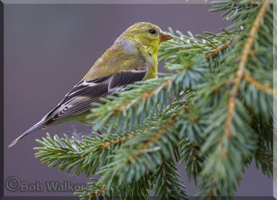 The Female American Goldfinch Listens Tentatively 